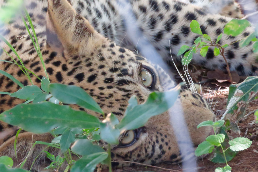 Makutsi leopard