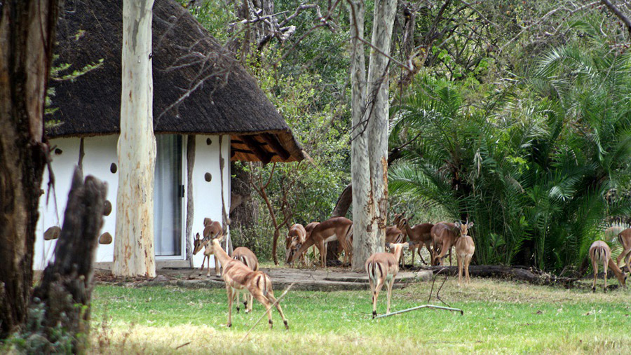 Impala's visiting camp