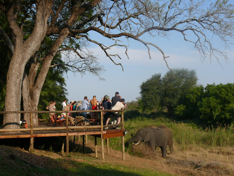 Elephants visiting Makutsi deck