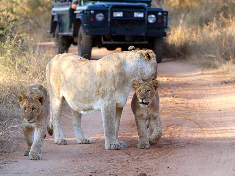 makutsi-excursions-lion-safari