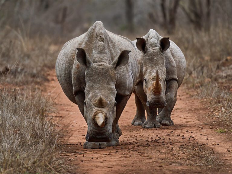 makutsi-excursions-rhino