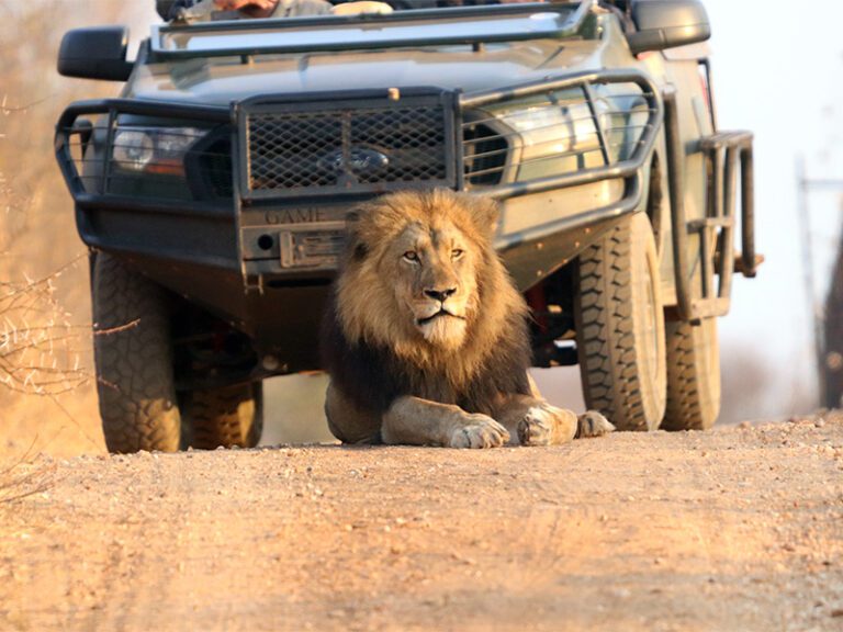 makutsi-excursions-safari5