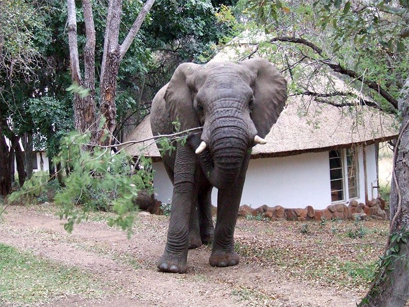 makutsi-main-camp-elephant