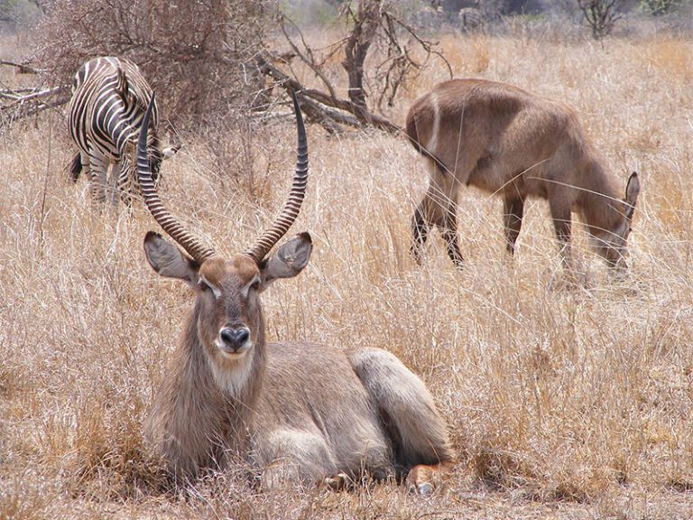 makutsi-wildlife-antelope