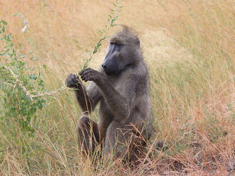 makutsi-wildlife-baboon
