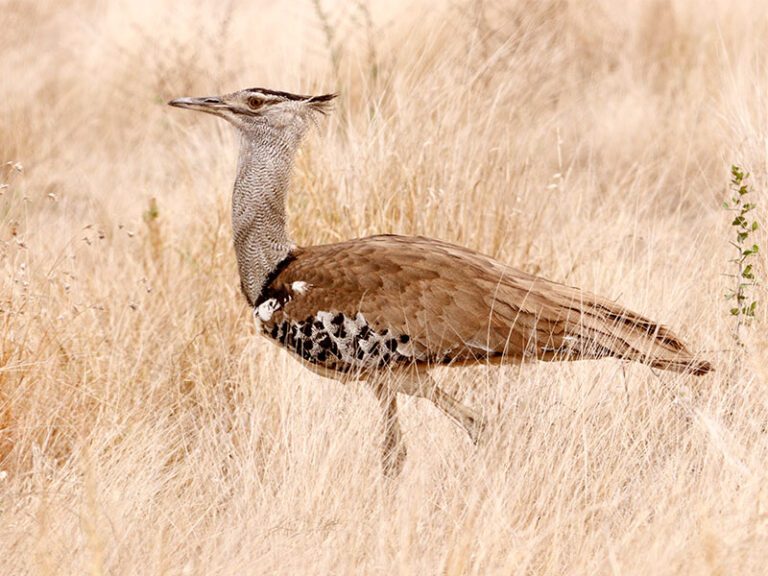 makutsi-wildlife-bird