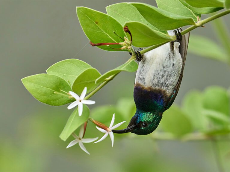 makutsi-wildlife-bird2
