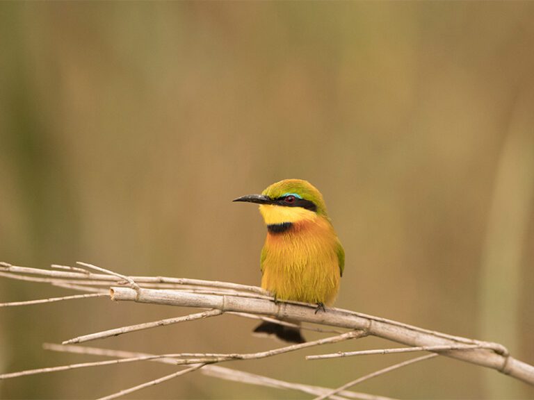makutsi-wildlife-bird3