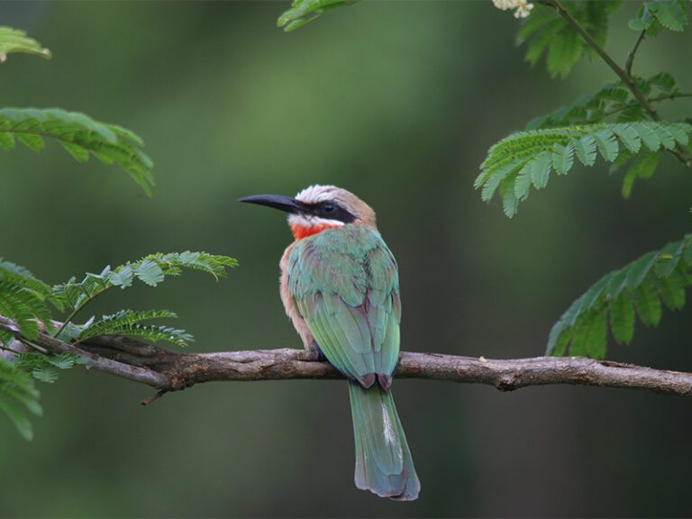 makutsi-wildlife-bird4