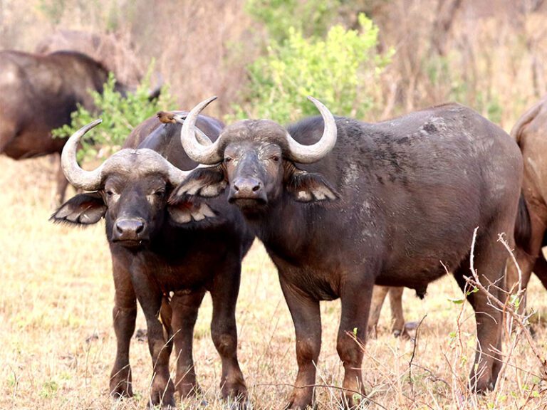makutsi-wildlife-buffalo