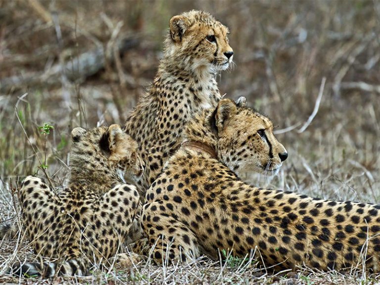 makutsi-wildlife-cheetah