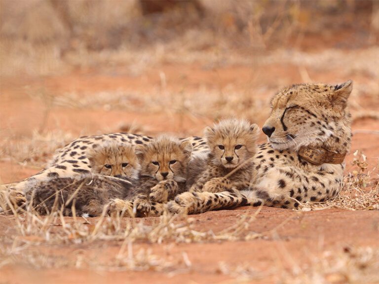 makutsi-wildlife-cheetah2