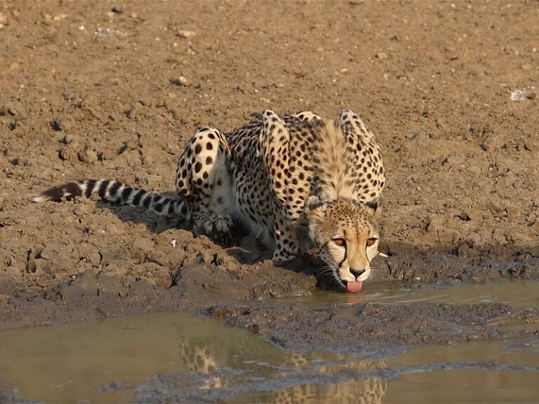 makutsi-wildlife-cheetah4