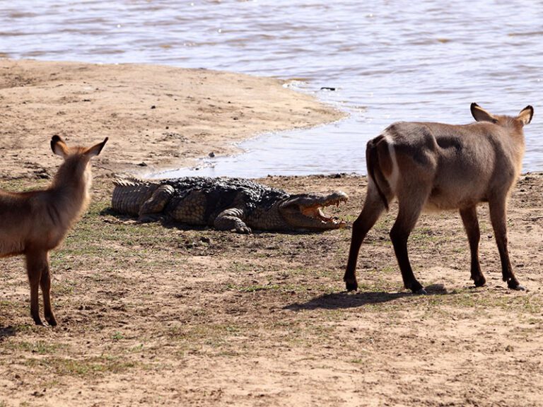makutsi-wildlife-croc