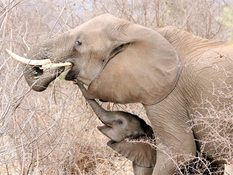 makutsi-wildlife-ellie