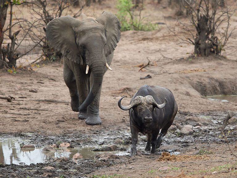 makutsi-wildlife-ellie-buffalo