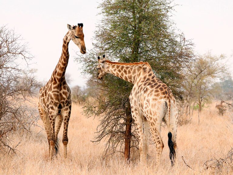 makutsi-wildlife-giraffe