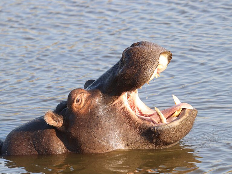 makutsi-wildlife-hippo