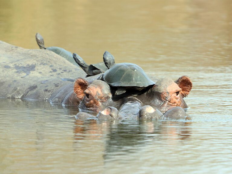 makutsi-wildlife-hippo2