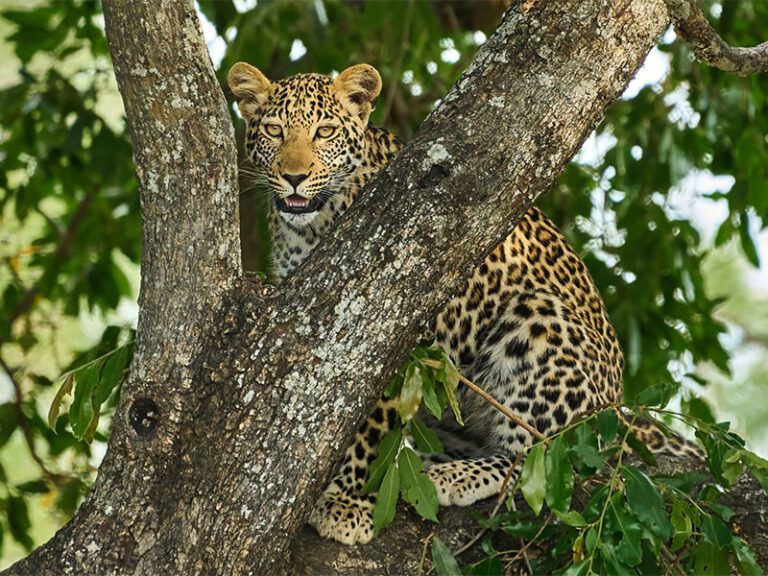 makutsi-wildlife-leopard2