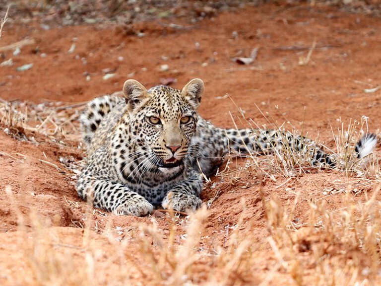 makutsi-wildlife-leopard4