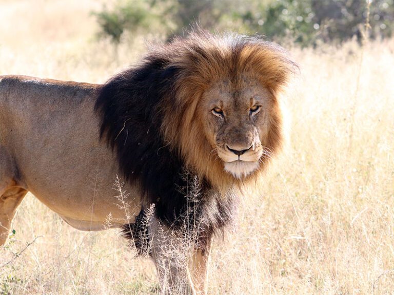makutsi-wildlife-lion4