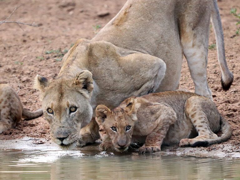 makutsi-wildlife-lion5
