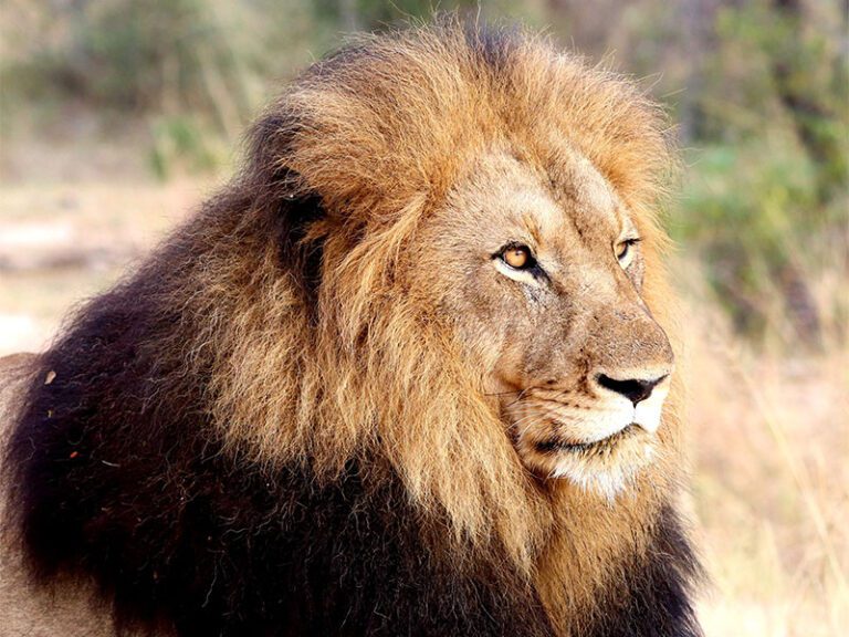 makutsi-wildlife-lion6