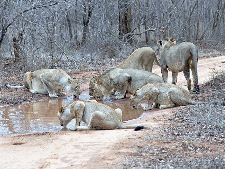makutsi-wildlife-lions