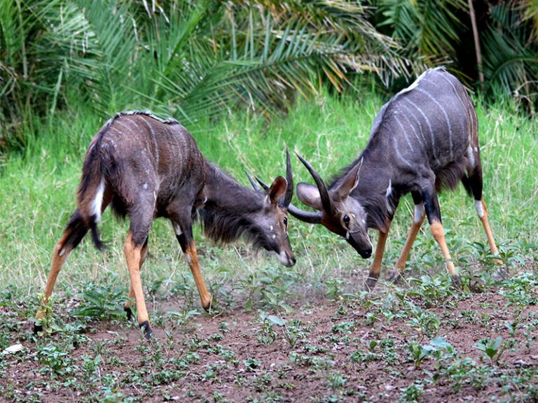 makutsi-wildlife-nyala