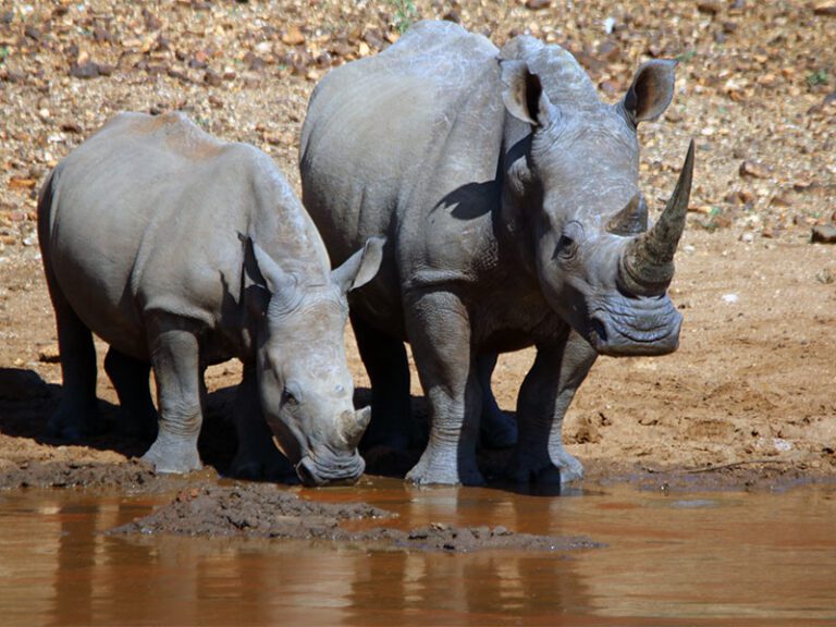 makutsi-wildlife-rhino