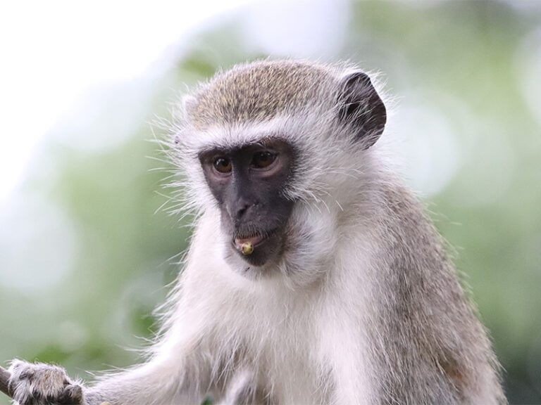makutsi-wildlife-vervet