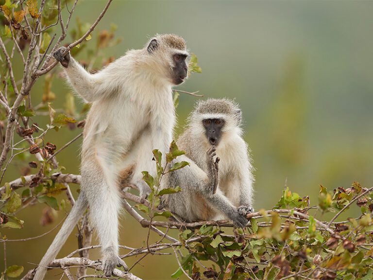 makutsi-wildlife-vervet2