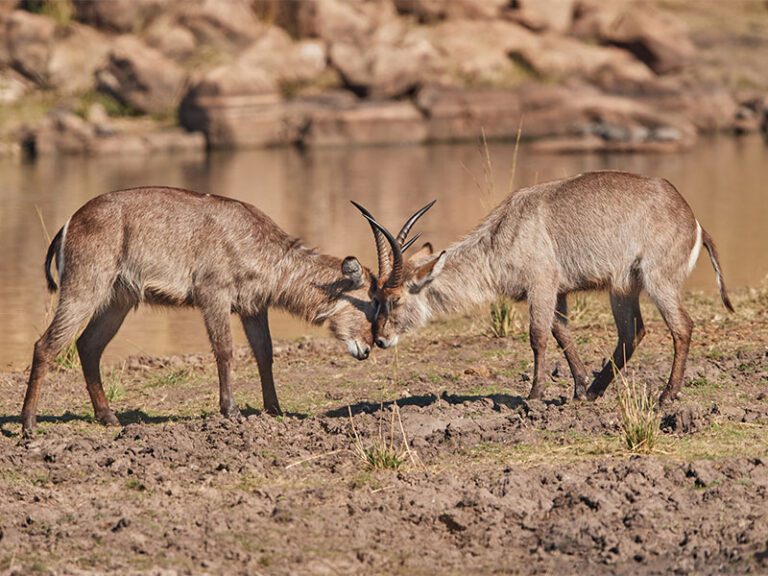makutsi-wildlife-waterbuck