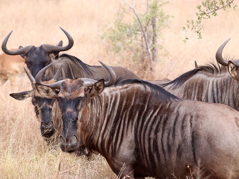 makutsi-wildlife-wilderbeest