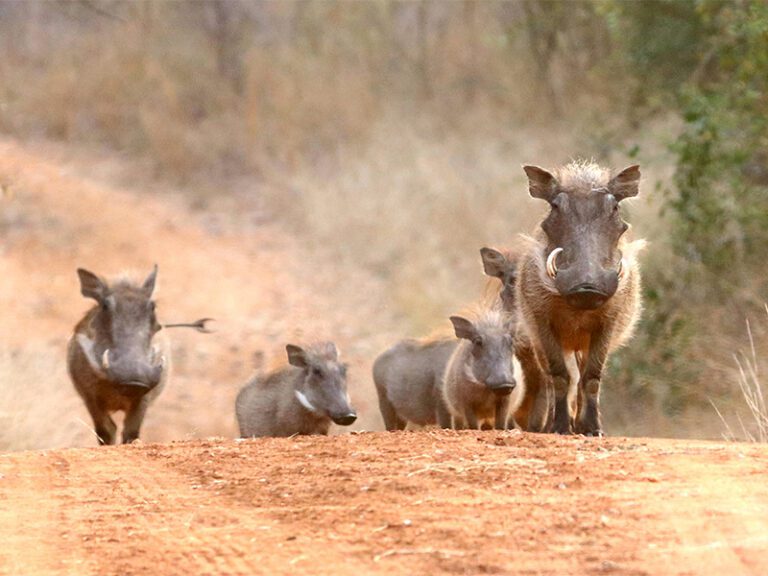 makutsi-wildlife-worthog