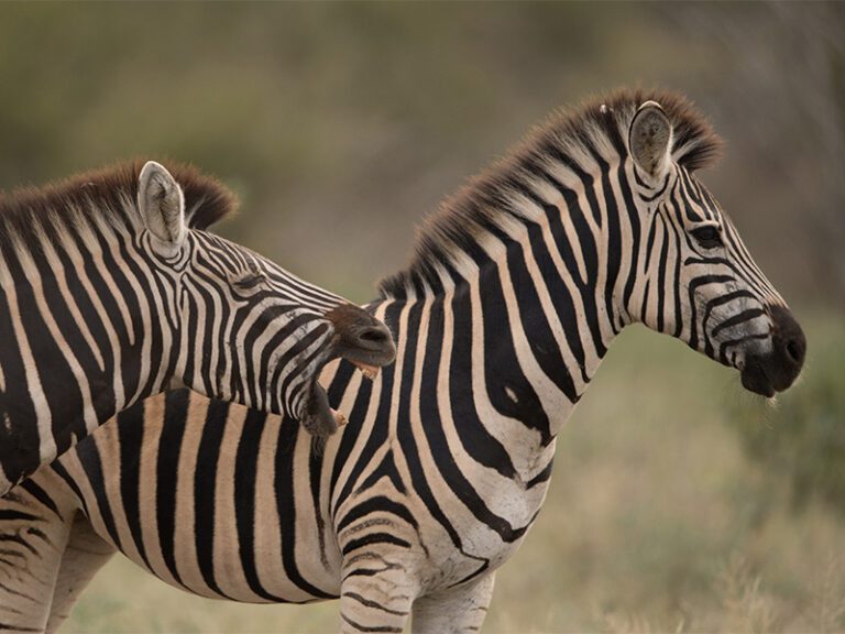 makutsi-wildlife-zebra