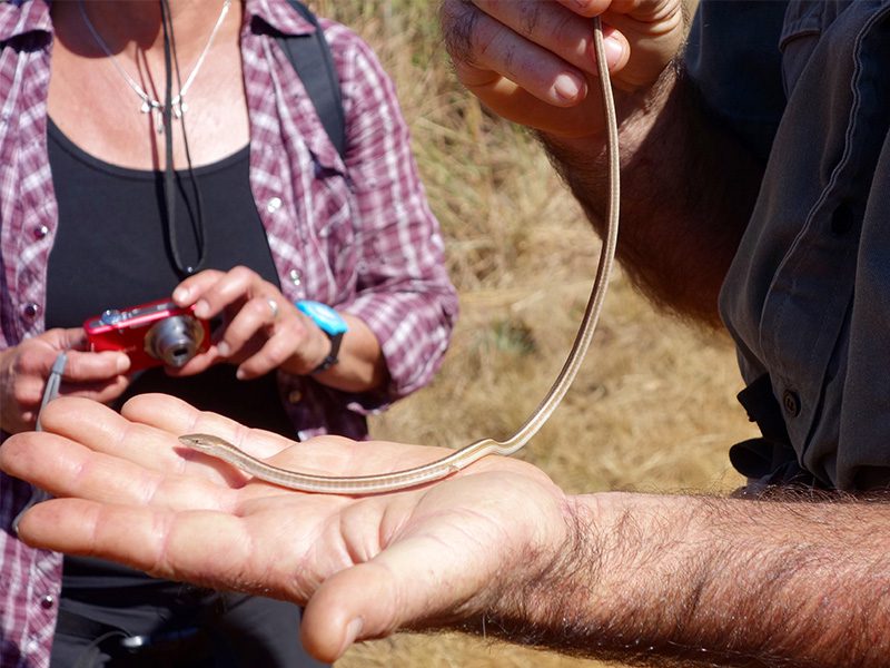 makutsi-tented-camp-snake