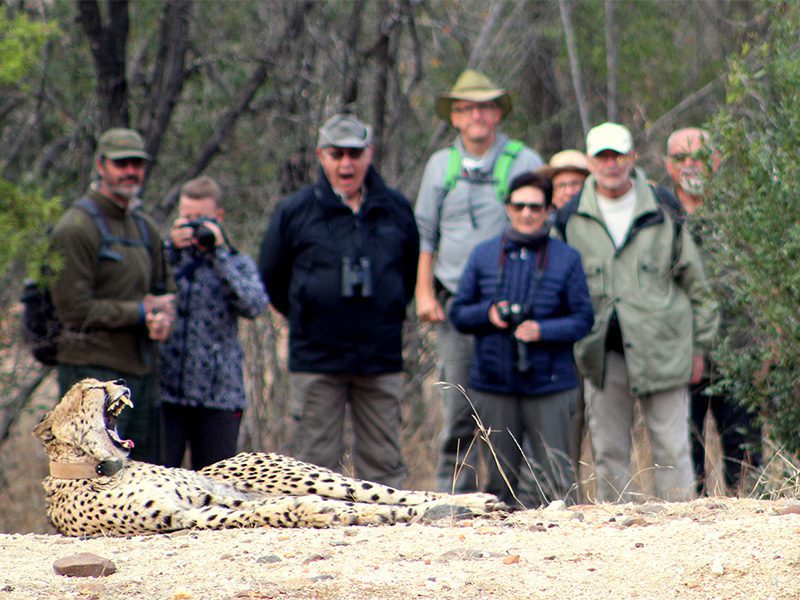 makutsi-tented-camp-walk