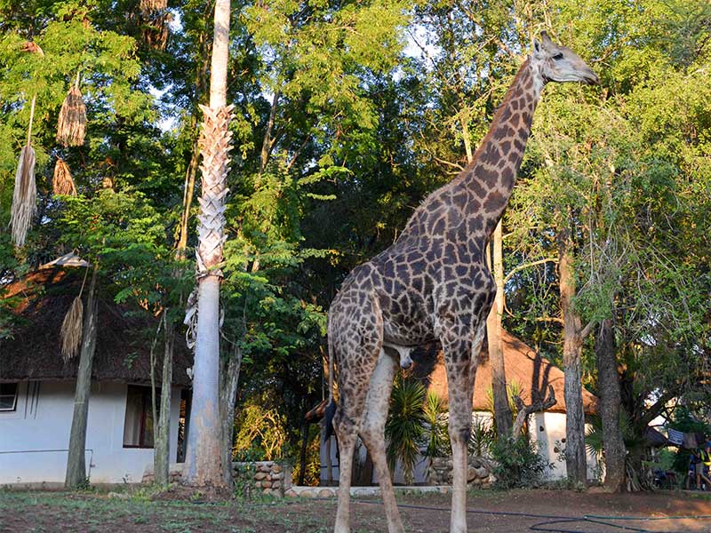 giraffe-in-camp-makutsi-safari-springs