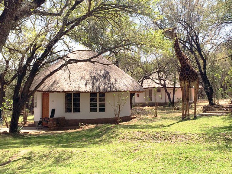 giraffe-bungalows-makutsi-safari-springs