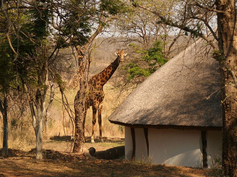 giraffe-in-camp-makutsi-safari-springs
