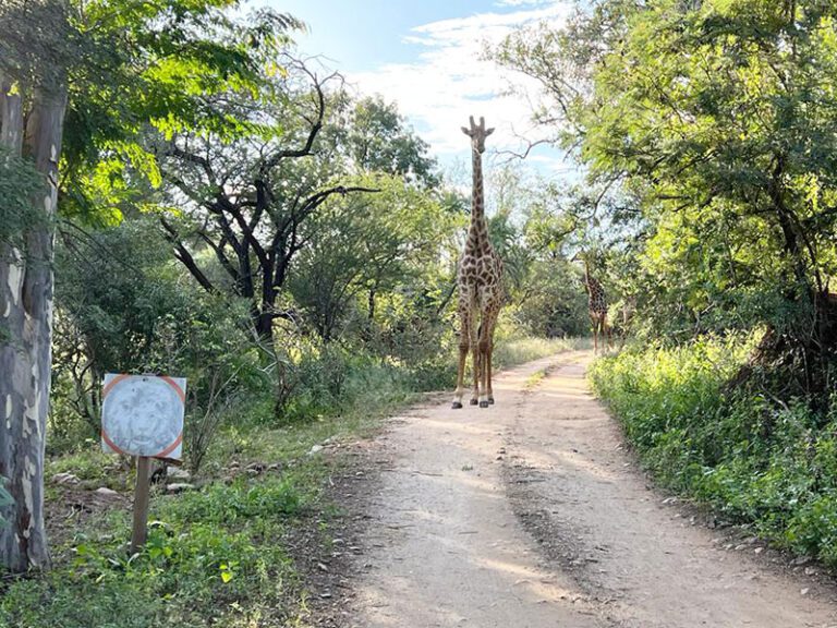 giraffe-in-camp-makutsi-safari-springs