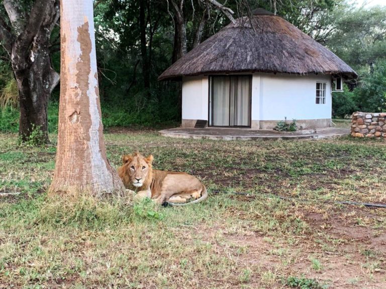 young-lion-in-camp-makutsi-safari-springs