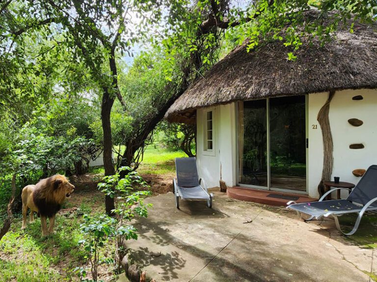lion-in-camp-makutsi-safari-springs