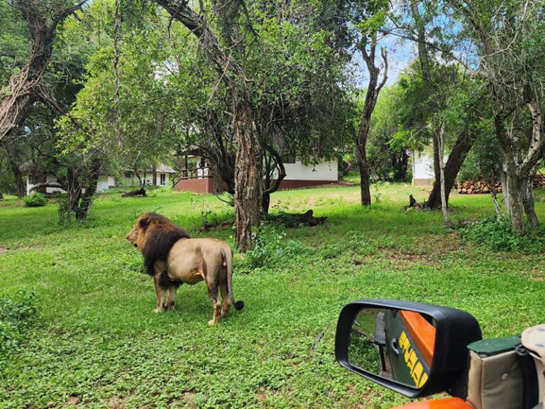 lion-in-camp-makutsi-safari-springs