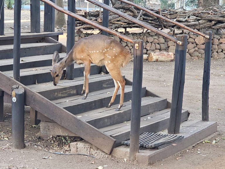 nyala-in-camp--makutsi-safari-springs