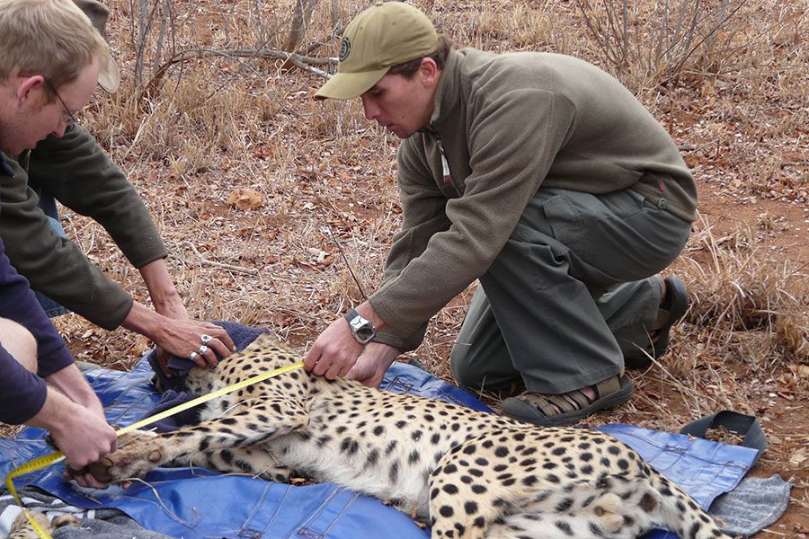 cheetah-research-conservation-makutsi-safari-springs