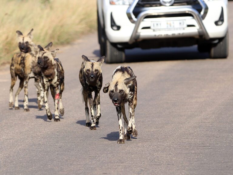 wild-dogs-kruger-national-park-makutsi-safari-springs