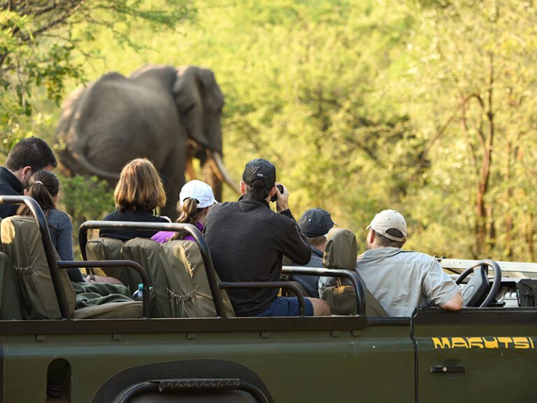 elephant-safari-makutsi-safari-springs
